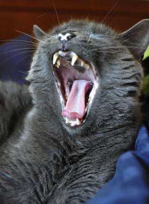 Yawning Cat Number 143